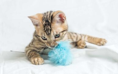 cute-small-striped-bengal-kitten-sitting-playing-with-blue-toy an image of a pet toy