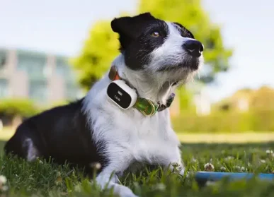 pet-travel-accessories-smart-gps-dog-collar-with-updated-tags an image of a dog wearing leash