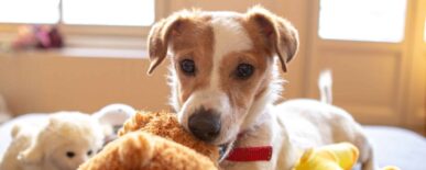 marieke-koenders--Elf7vDV7Rk-unsplash an image of a dog with a pet toy