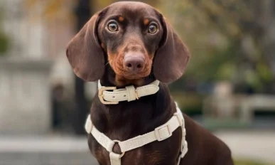 dog-harness-guide-barc-london an image of a dog wearing leash