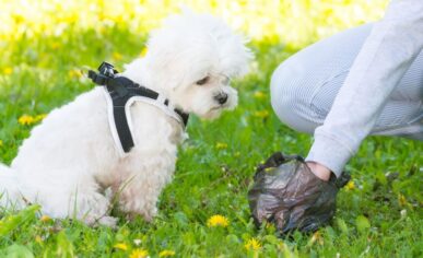 eco-friendly-dog-poop-bags-900x548 an image of pet cleaning products