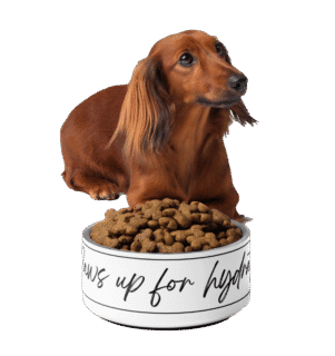 Rectangle 5 3 image of a dog near a feeding bowl full of pet food