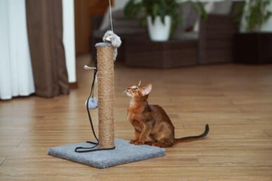 abyssinian-cat-sitting-floor-looking-scratching-post_199232-476 an image of a pet toy