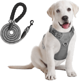 Rectangle 4 4 image of a dog wearing a harness