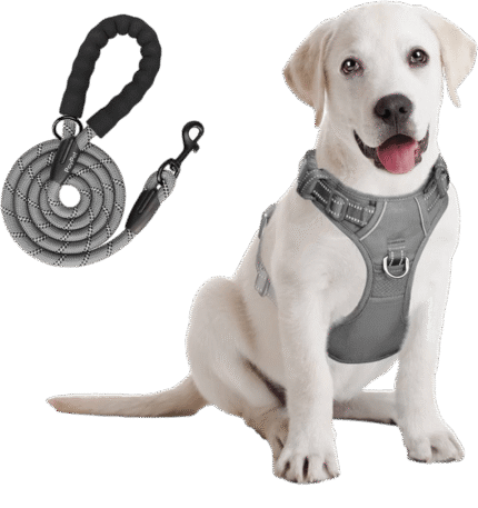 Rectangle 4 4 image of a dog wearing a harness