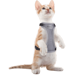 Rectangle 5 image of a cat wearing a harness