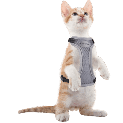 Rectangle 5 image of a cat wearing a harness