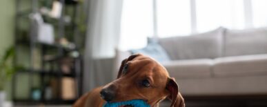 close-up-beautiful-dachshund-dog-with-chewing-toy an image of a dog with a pet toy