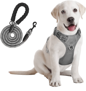 image of a dog wearing a harness