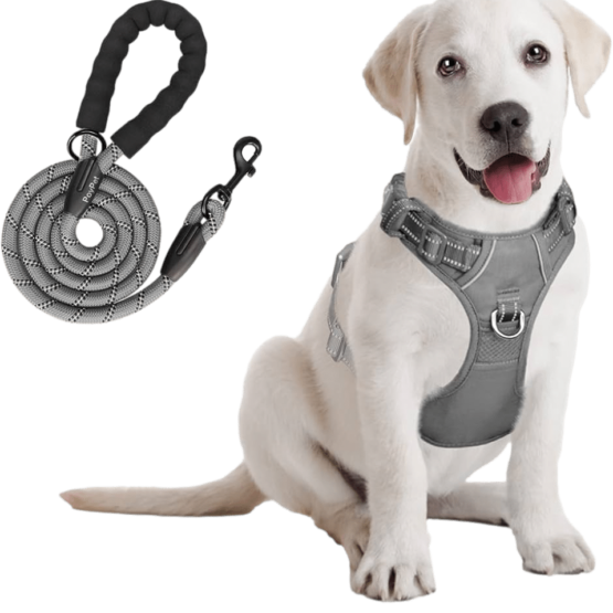 image of a dog wearing a harness