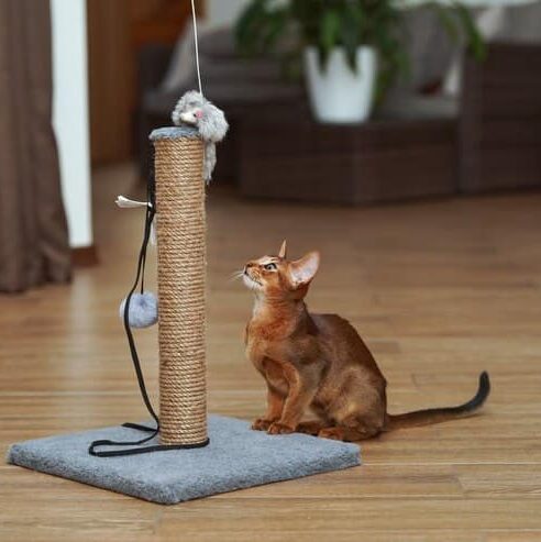 an image of a pet toy