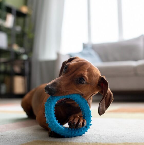 an image of a dog with a pet toy