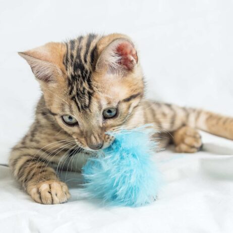 an image of a pet toy