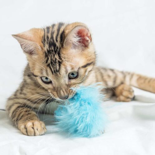 an image of a pet toy