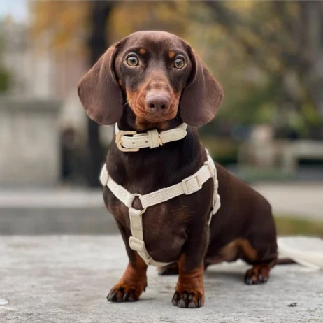 an image of a dog wearing leash