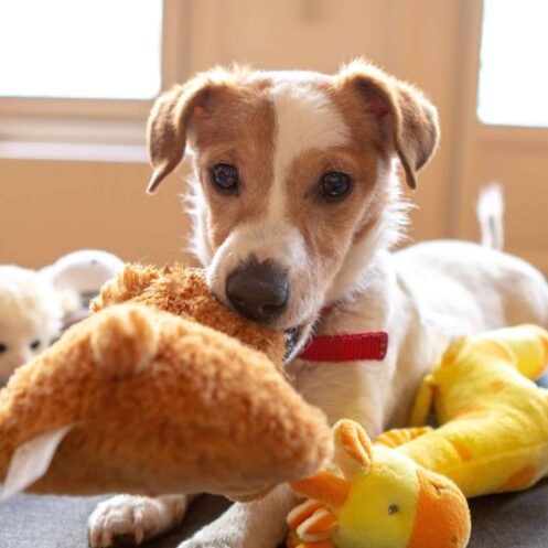 an image of a dog with a pet toy