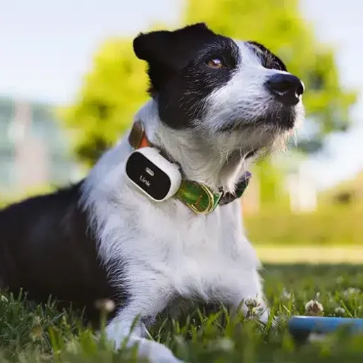 an image of a dog wearing leash